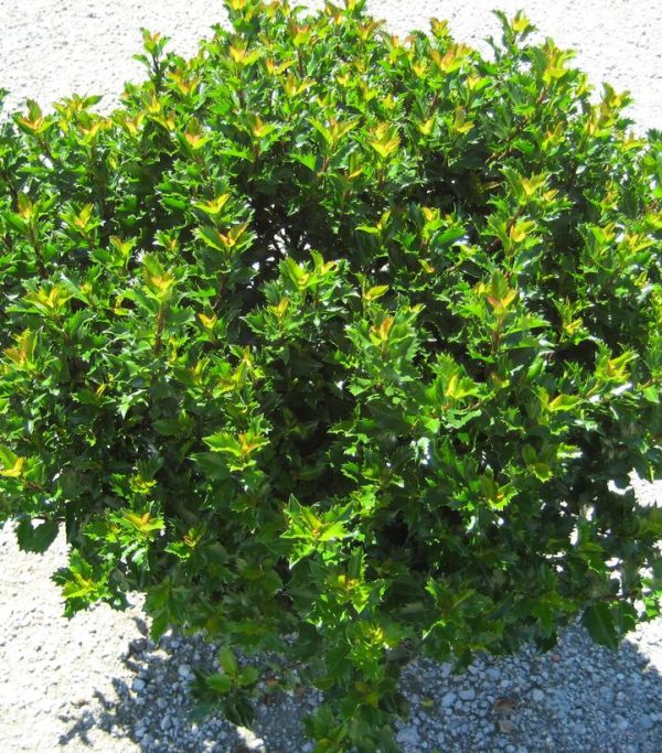 ILEX X MESERVEAE `EMERALD MAGIC`