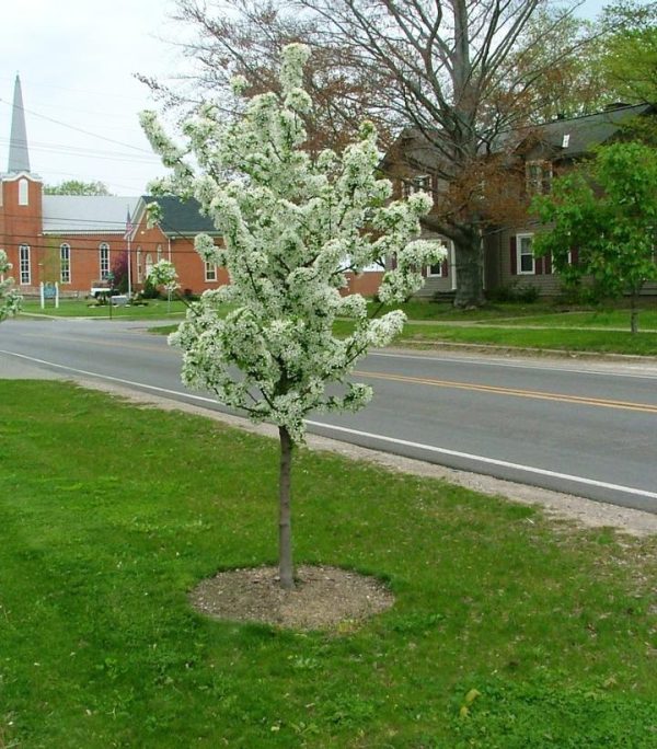 MALUS `SWEET SUGAR TYME`