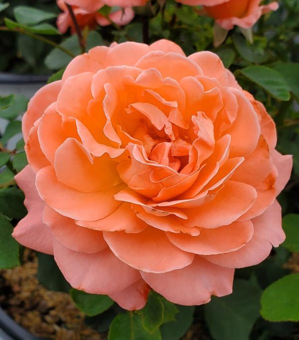 ROSA REMINISCENT `CORAL`