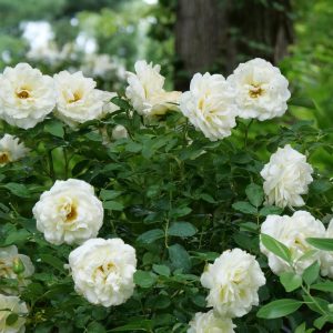 ROSA REMINISCENT `CREMA`