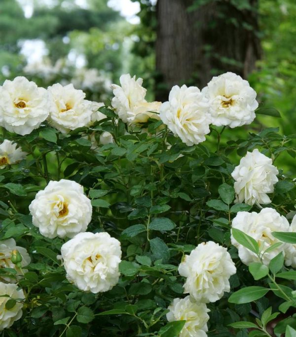 ROSA REMINISCENT `CREMA`