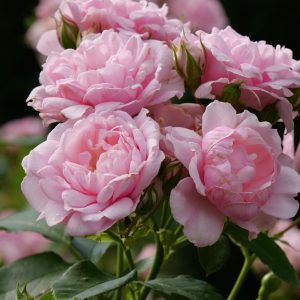 ROSA REMINISCENT `PINK`