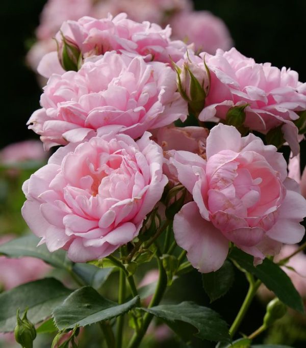 ROSA REMINISCENT `PINK`