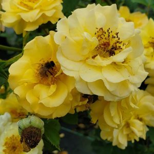 ROSA RISE UP AMBERNESS