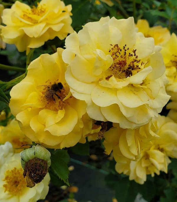ROSA RISE UP AMBERNESS