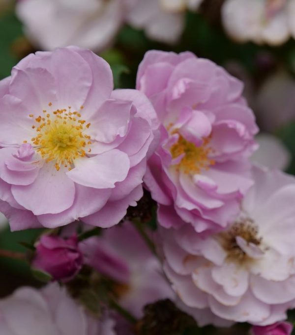 ROSA RISE UP LILAC DAYS