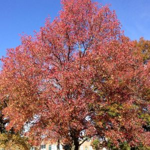 LIQUIDAMBAR STYRACIFLUA