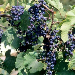 VITIS `FRONTENAC`