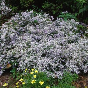 ASTER CORDIFOLIUS