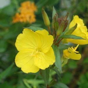 OENOTHERA FRUTICOSA `FIREWORKS`