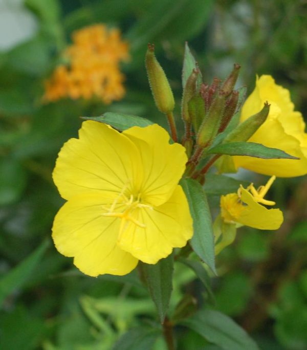 OENOTHERA FRUTICOSA `FIREWORKS`