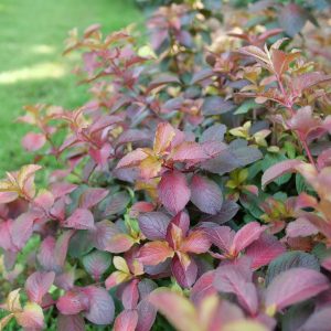 WEIGELA `MIDNIGHT SUN`