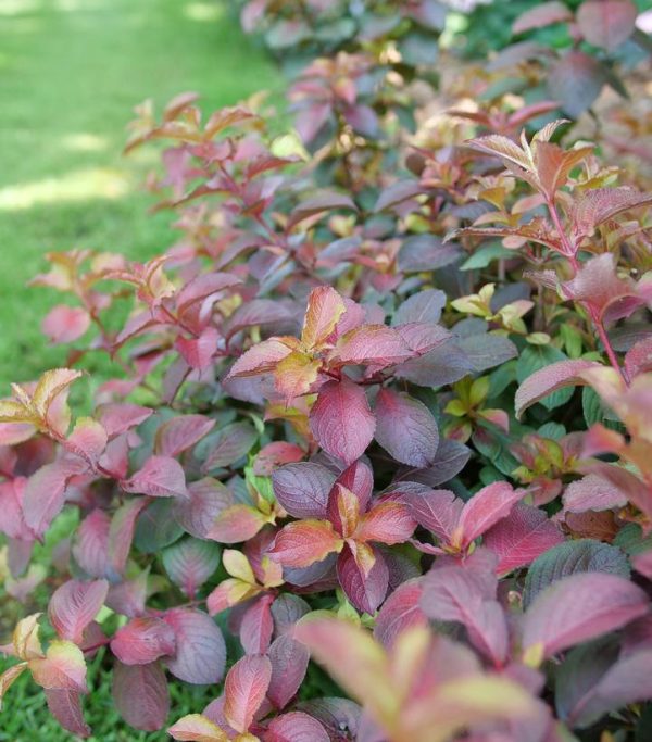 WEIGELA `MIDNIGHT SUN`