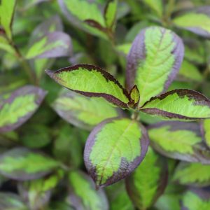 WEIGELA `VINHO VERDE`