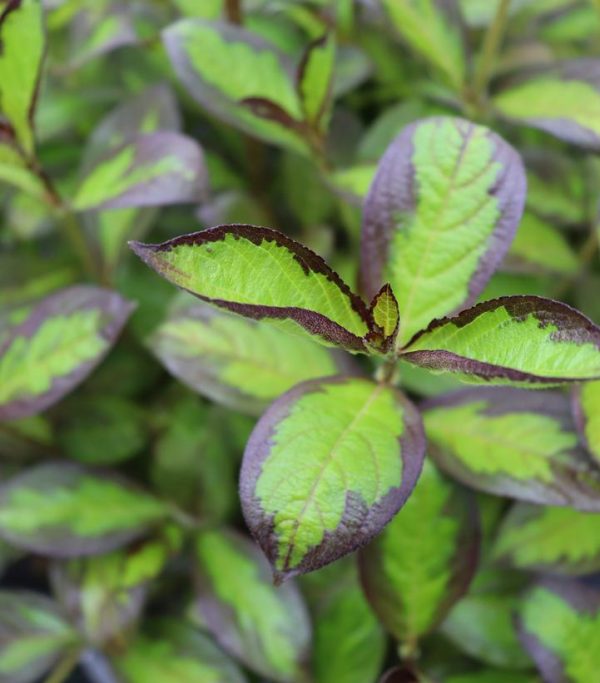 WEIGELA `VINHO VERDE`