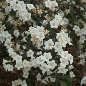 WEIGELA `WINE AND SPIRITS`