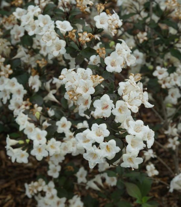 WEIGELA `WINE AND SPIRITS`