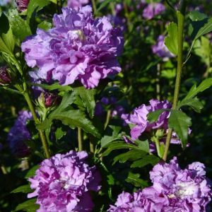 HIBISCUS SYR. FRENCH CABARET `PURPLE`