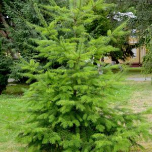 PSEUDOTSUGA MENZIESII