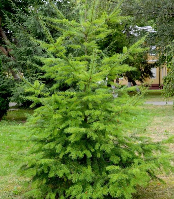 PSEUDOTSUGA MENZIESII