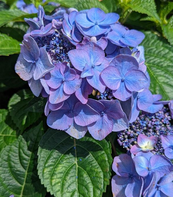 HYDRANGEA M `E.S.POP STAR`