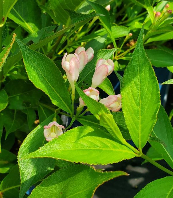 WEIGELA X `PEACH KISSES`