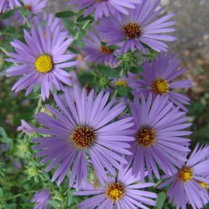 ASTER O. `OCTOBER SKIES`