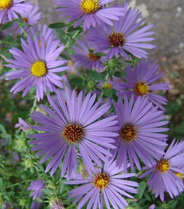ASTER O. `OCTOBER SKIES`