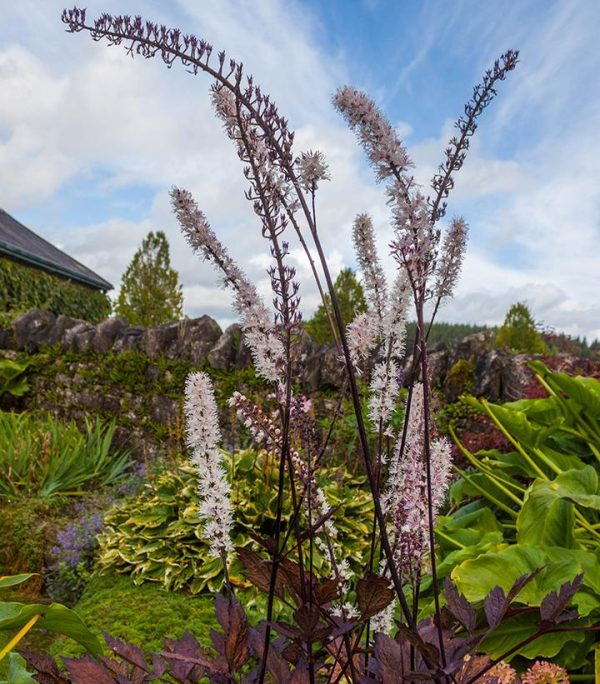 ACTAEA `PINK SPIKE` (CIMICIFUGA)
