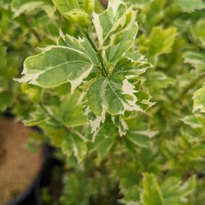 HIBISCUS SYRIACUS `SHOWTIME`