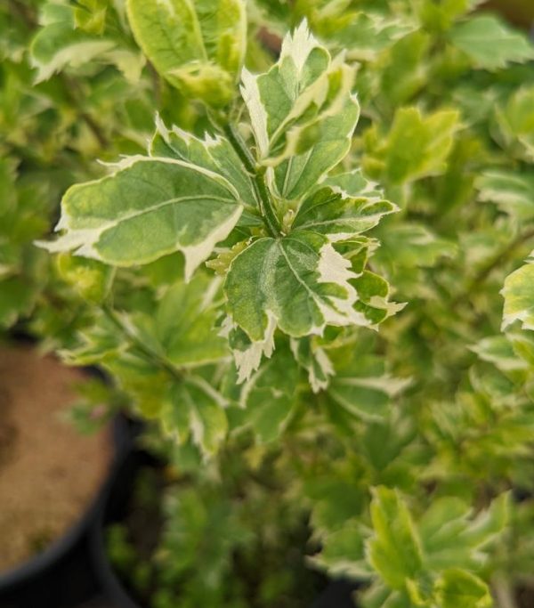 HIBISCUS SYRIACUS `SHOWTIME`