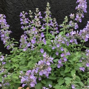 NEPETA `SYLVESTER BLUE`