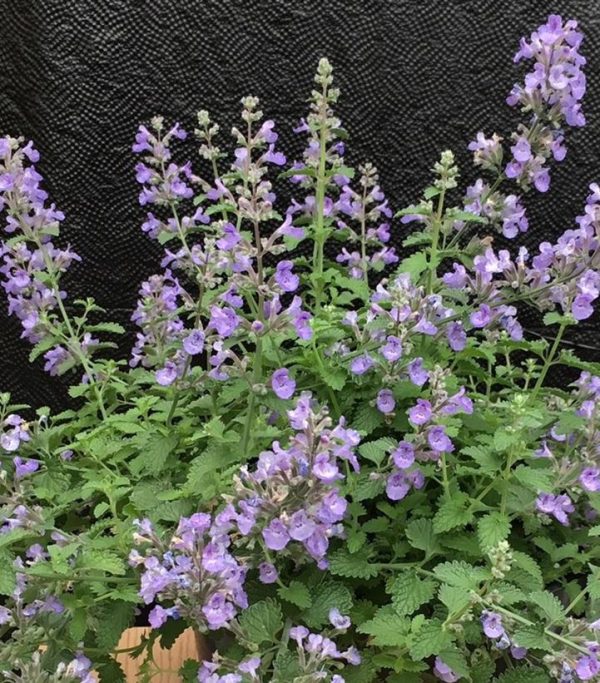 NEPETA `SYLVESTER BLUE`
