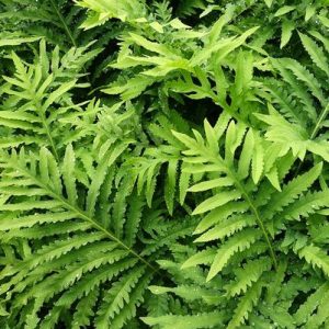 ONOCLEA SENSIBILIS/SENSITIVE FERN