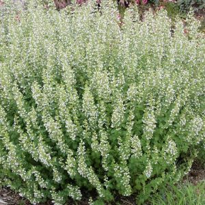 CALAMINTHA NEPETA `MONTROSE WHITE`