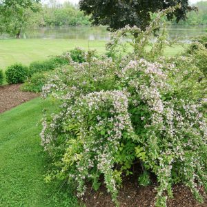 KOLKWITZIA AMABILIS `JOLENE JOLENE`