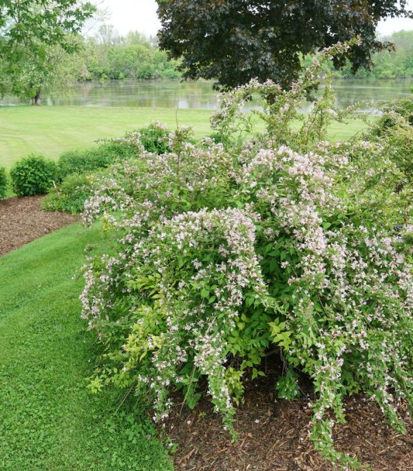 KOLKWITZIA AMABILIS `JOLENE JOLENE`