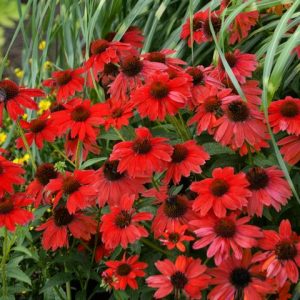 ECHINACEA PANAMA `RED`