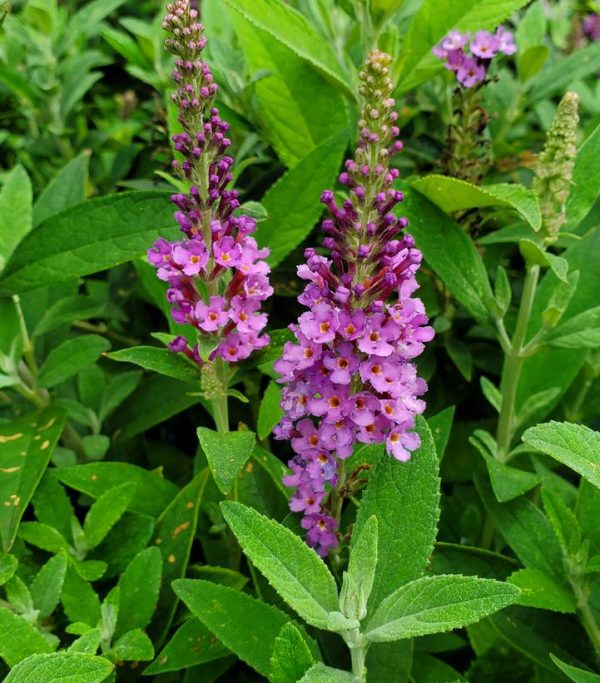 BUDDLEIA X `BIRTHDAY CAKE`