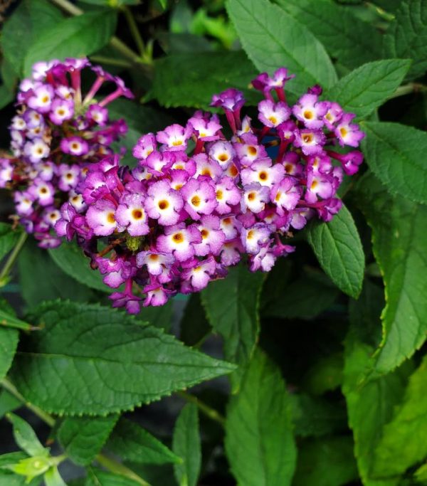 BUDDLEIA X `BLUEBERRY PIE`