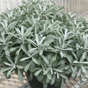 ARTEMISIA `GARDEN GHOST`