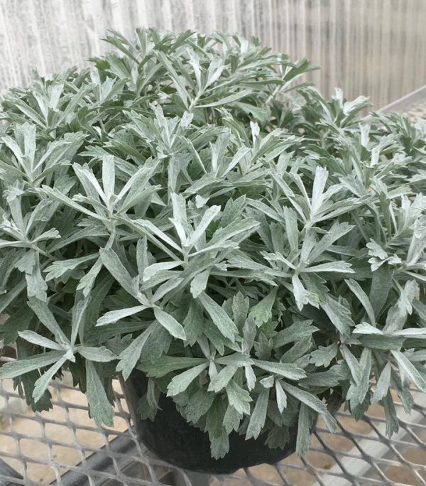 ARTEMISIA `GARDEN GHOST`