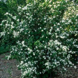 PHILADELPHUS X `MINNESOTA SNOWFLAKE`