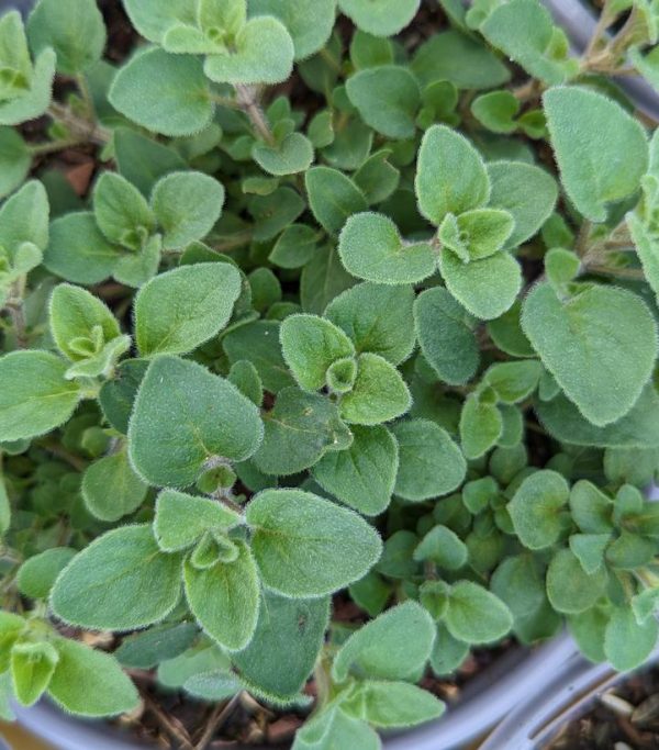 ORIGANUM `HOT & SPICY` - OREGANO