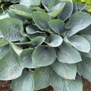 HOSTA SHADOWLAND `ABOVE THE CLOUDS`