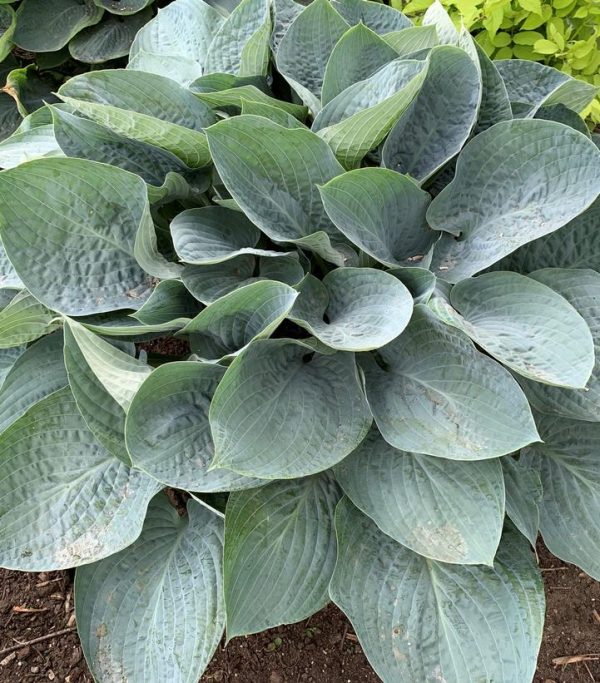 HOSTA SHADOWLAND `ABOVE THE CLOUDS`