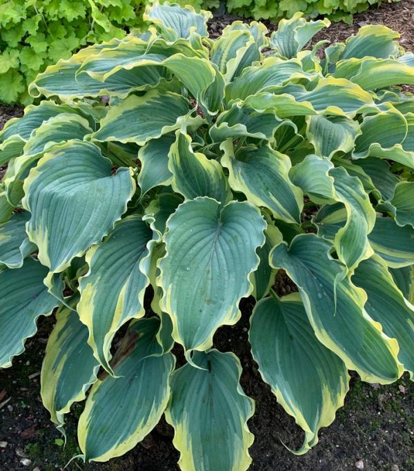 HOSTA SHADOWLAND `VOICES IN THE WIND`