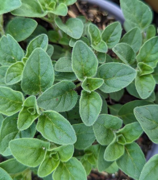 ORIGANUM V.S. HIRTUM - GREEK OREGANO