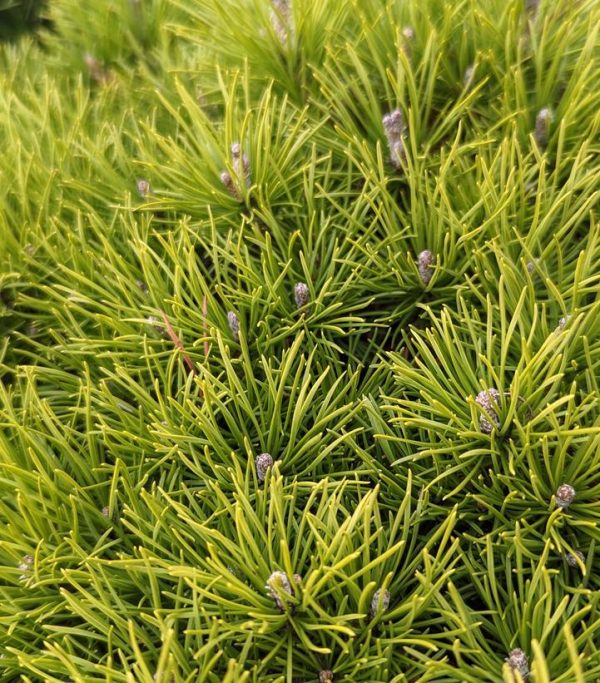 PINUS MUGO VAR. MUGHUS `ENCI`