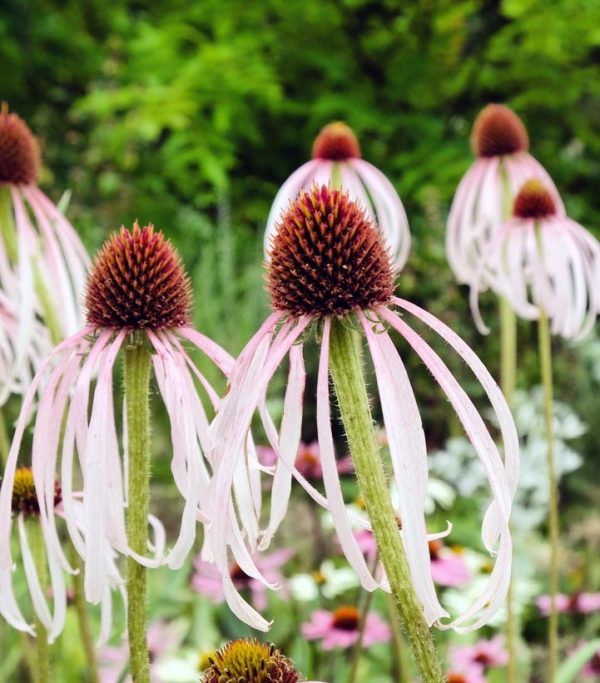 ECHINACEA PALLIDA